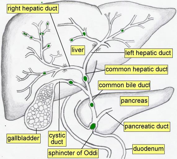 common bile duct and pancreatic duct. common bile duct,